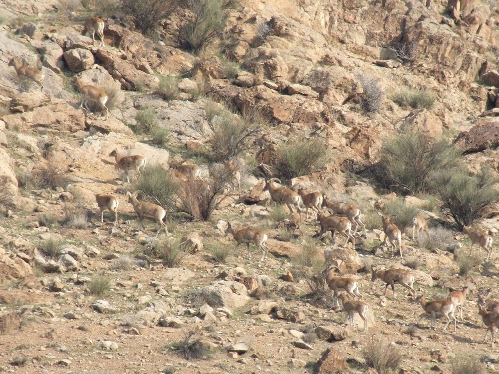 برنامه جشن پایان سال 95 گروه کوهنوردی پرسون - طبیعت