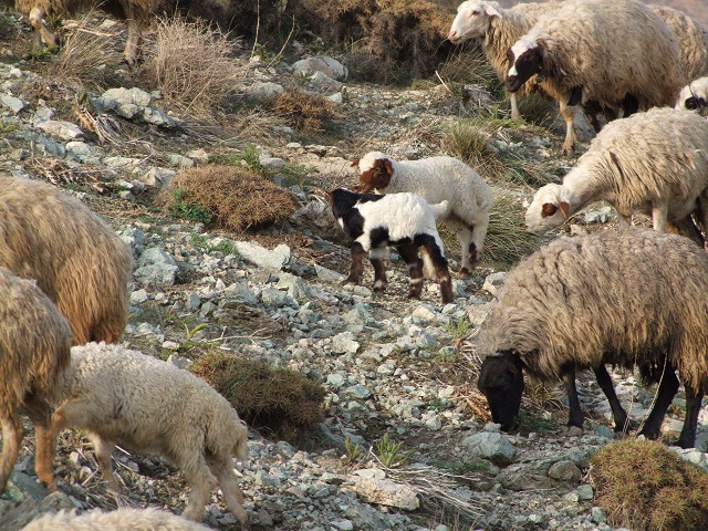 گروه کوهنوردی پرسون - گله های ارتفاعات ولنجک