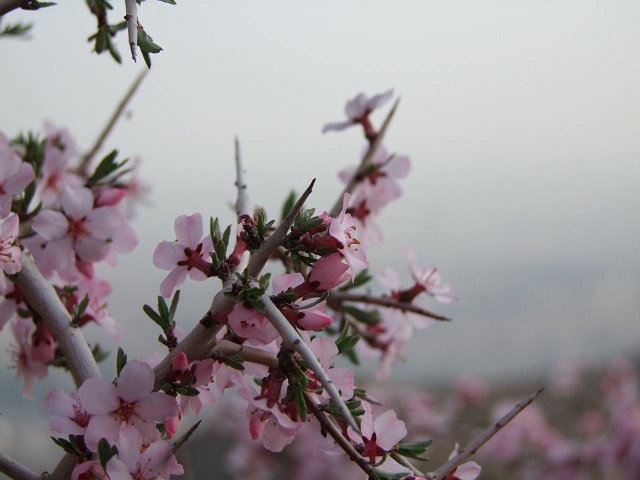 گروه کوهنوردی پرسون -  طبیعت